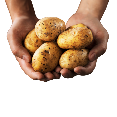 Medium size Potatoes - Price per Kg